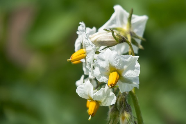 potato flowers